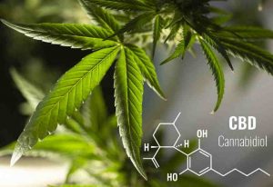 best cookie strain, top 10 cookies strains, best cookies strain, best cookie strains